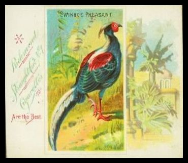 N38 40 Swinhoe Pheasant.jpg